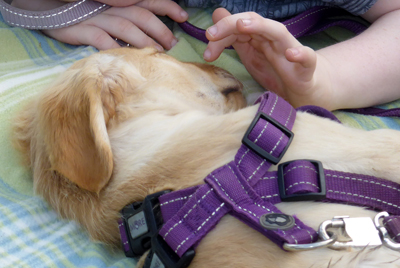 Hund und Hand HP