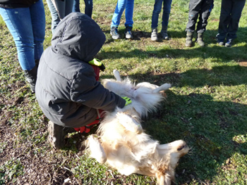 Hundekraulen